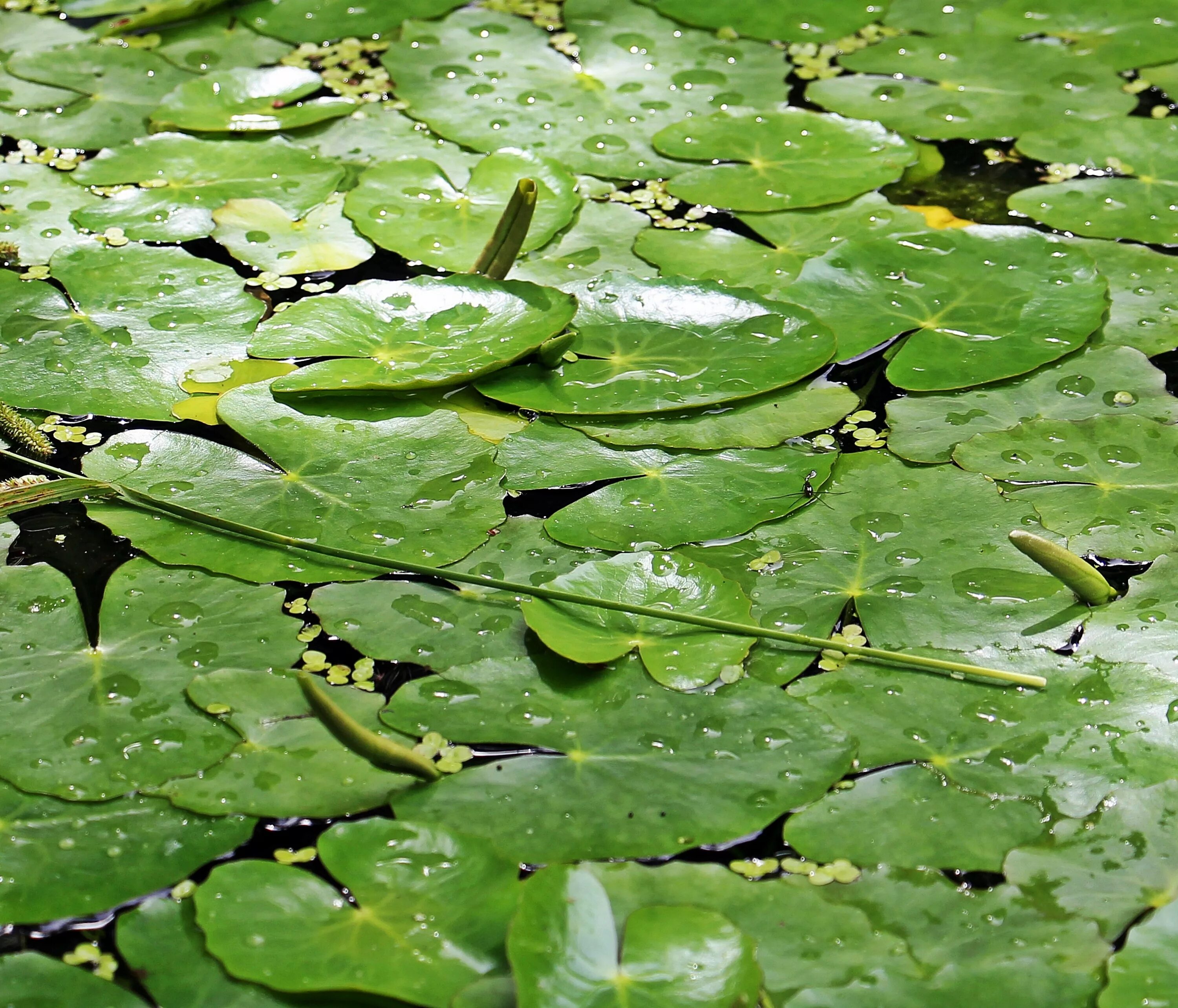 Как называется зеленая вода. Лист кувшинки. листья в водоеме. кувшинка зеленая. зеленое растение на пруду.