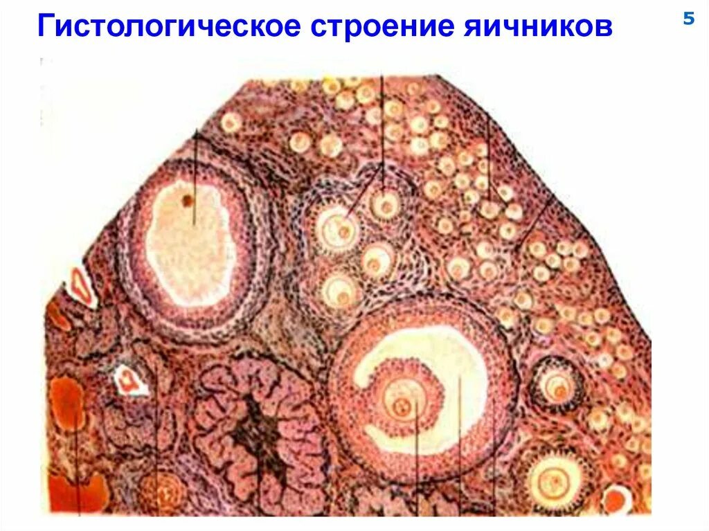 Строение фолликула гистология. Строение яичника гистология препарат. яичник микропрепарат гистология. поперечный срез яичника.