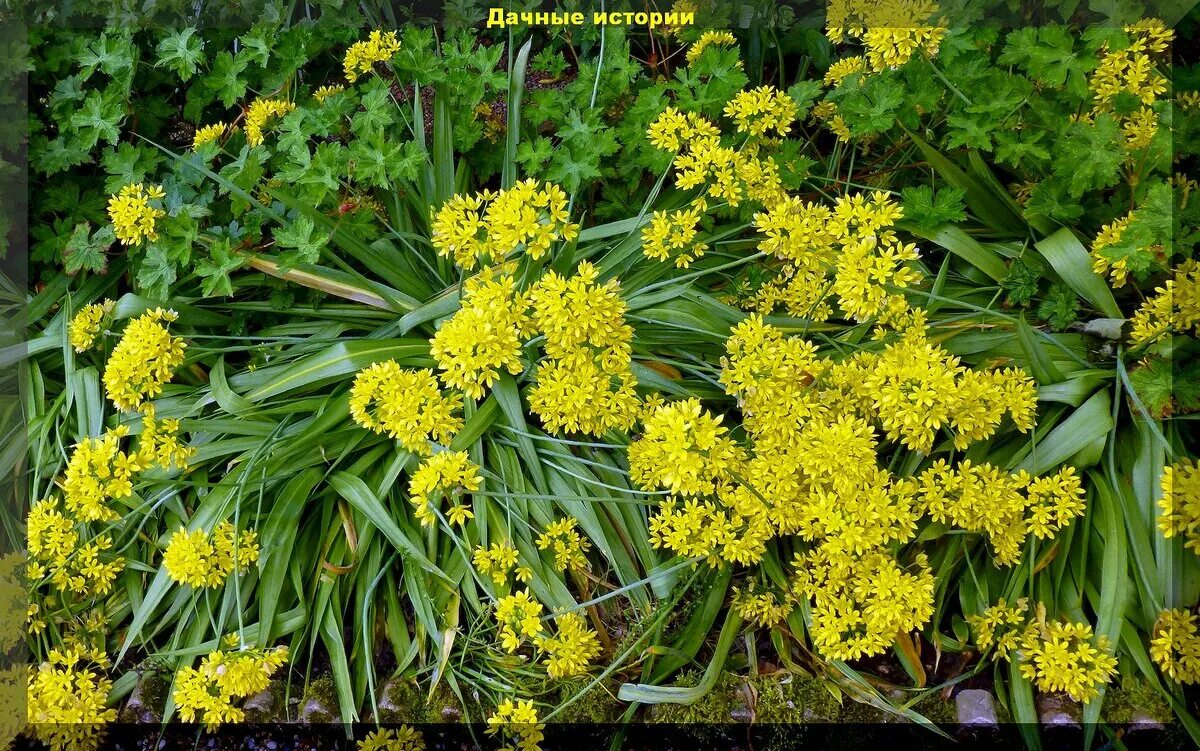 Spotlight on Allium: 'Violet Beauty' - YouTube