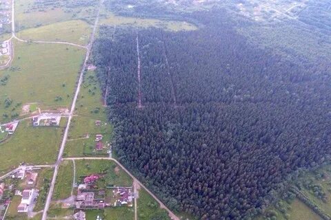 Лес череповец