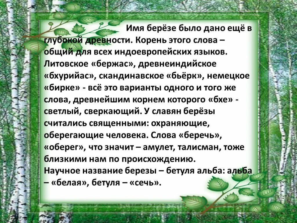 Как называют березу люди