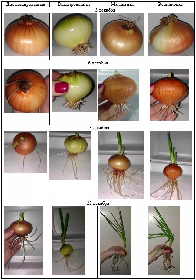 Прорастание луковицы. Лук репчатый таблица
