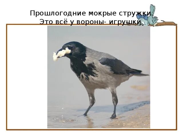 ворона стих 3 класс литературное чтение. вот ворона на крыше покатой так с зимы и осталась лохматой текст. стихотворение ворона. стих про ворону. ворона стих 3 класс литературное чтение.