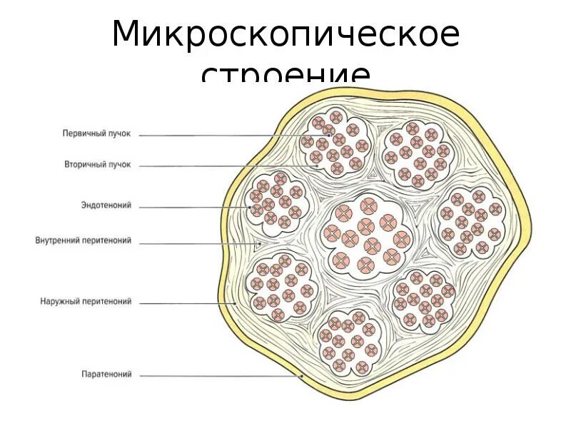 Связки гистология. Строение сухожилия гистология. поперечный срез сухожилия гистология. строение сухожилий и связок гистология. строение связок гистология.