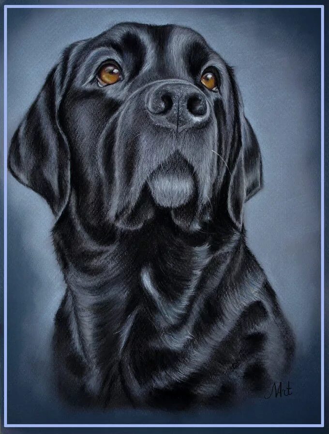 Рисунки черных собак. Лабрадор ретривер  скетчами. Лабрадор пастелью. Нарисованная черная собака. Собака пастелью лабрадор.