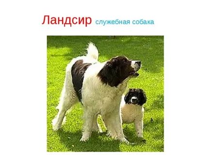 Породы собак 2 класс окружающий