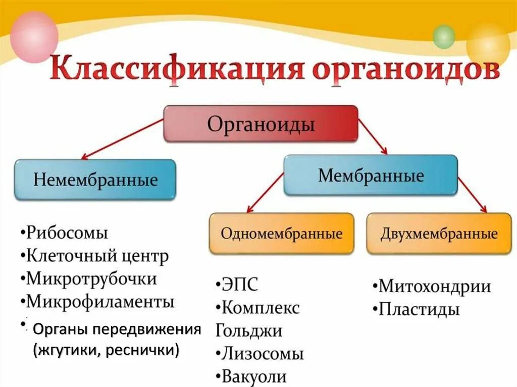 Классификация органоидов одномембранные. Классификация органоидов клетки по наличию мембраны. Двумембранные органеллы классификация. Органоиды 1 мембранные немембранные.