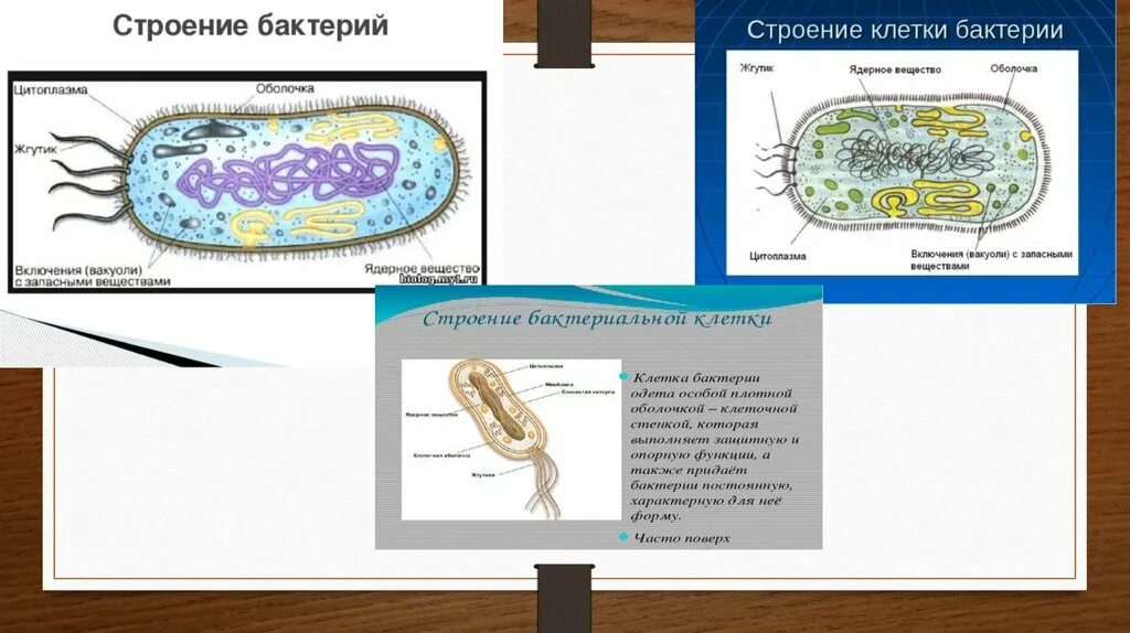 При резких изменениях температуры бактериальная клетка образует. Ядерное вещество бактериальной клетки. Строение клетки бактерии. Ядерное вещество у бактерий. Ядерное вещество у бактерий расположено в.