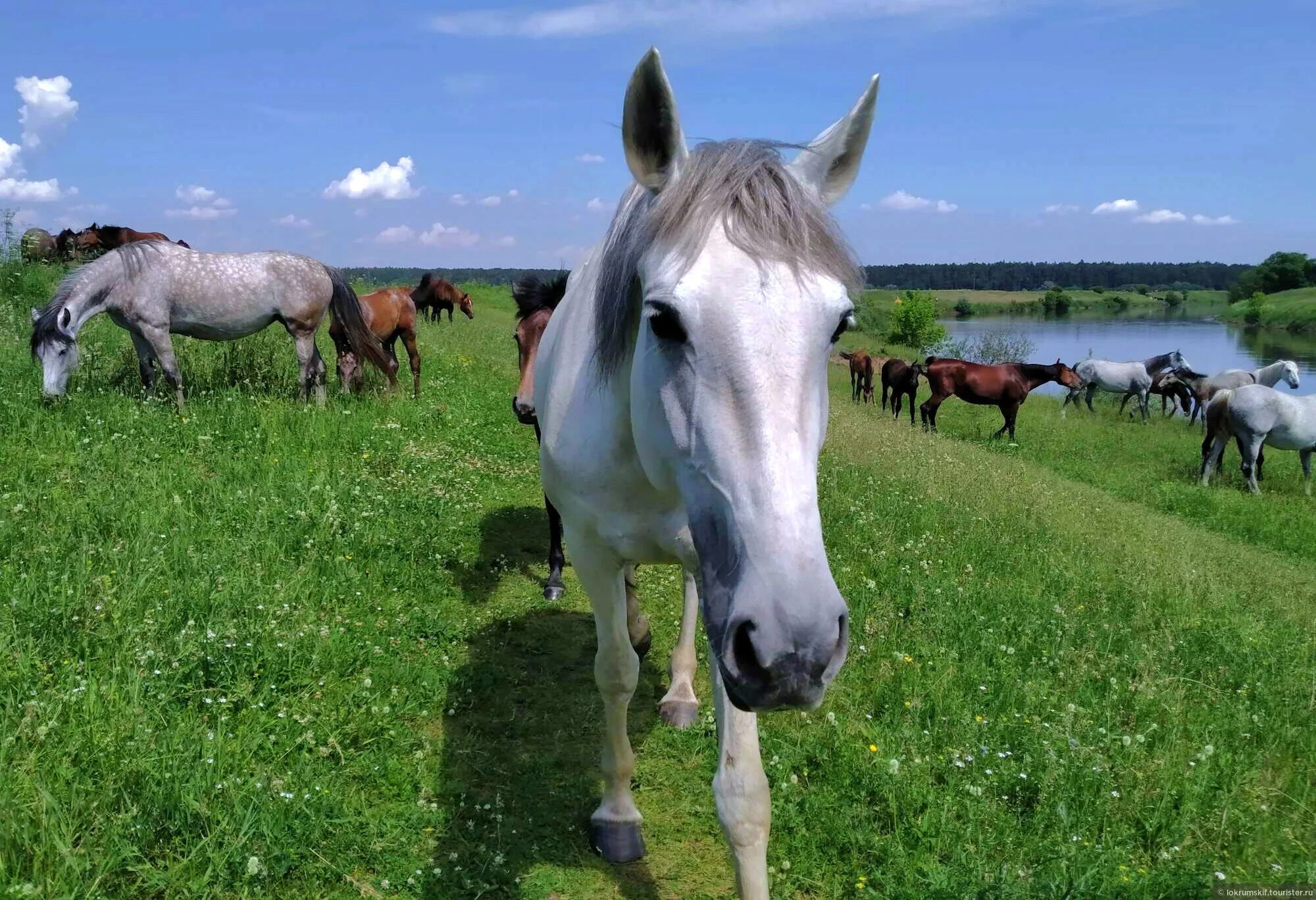 Теннесси уокер кобыла schleich. Нутрово дубна кони отзывы. Орловский рысак светло серый. Junfa toys лошадь. Латвийская упряжная порода.