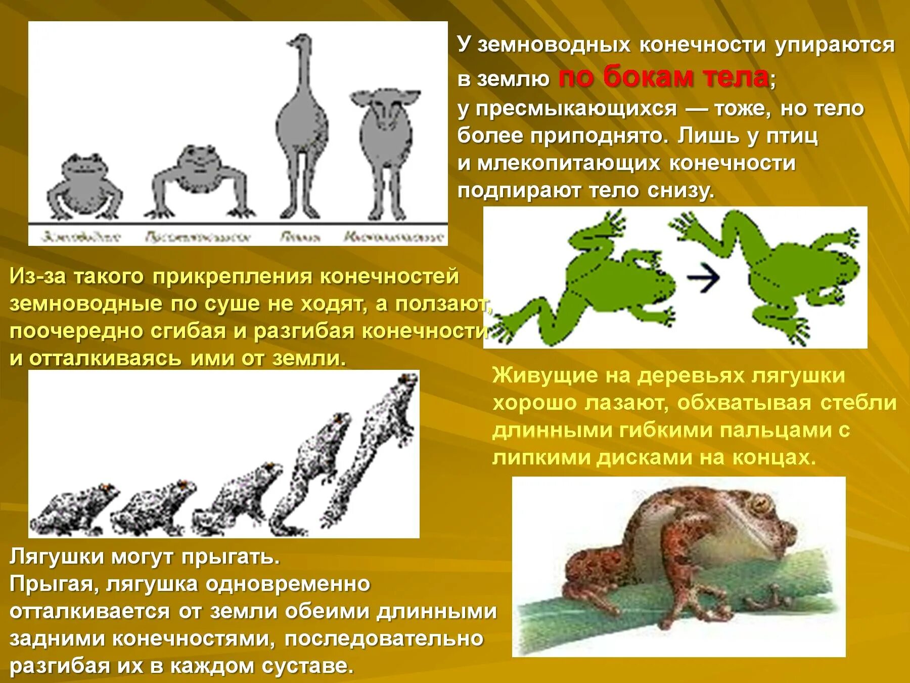 Отделы тела пресмыкающихся и млекопитающих. Пресмыкающиеся конечности. Конечности земноводных и пресмыкающихся. Расположение конечностей у рептилий. Расположение конечностей у земноводных и пресмыкающихся.