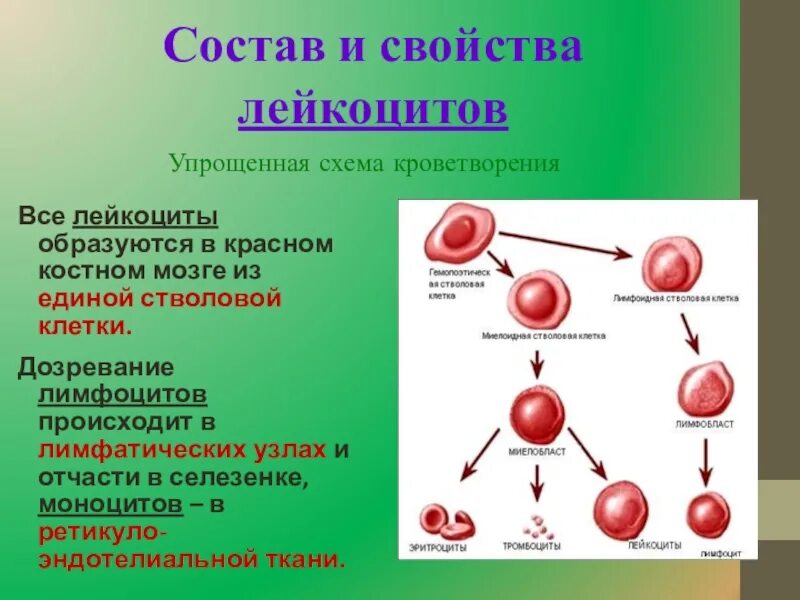 Лейкоциты образуются в. Лейкоциты образуются в Красном костном. Лейкоциты клетки крови которые. Лейкоциты в костном мозге.