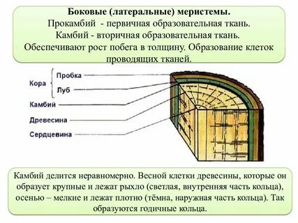 Какая ткань образует камбий