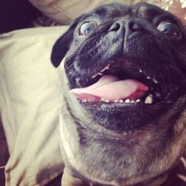 Слюнявый попс. Пасть мопса. Зубы мопса. Зубы мопса. Зубы мопса.