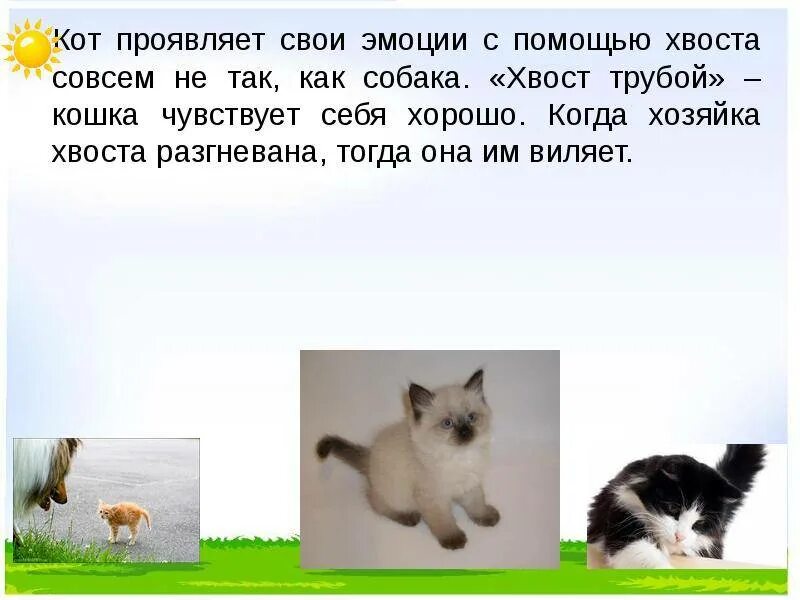 Задача про хвосты. Презентация хвосты у животных. зачем животным хвост?. для чего нужен хвост. зачем животным хвост для детей.