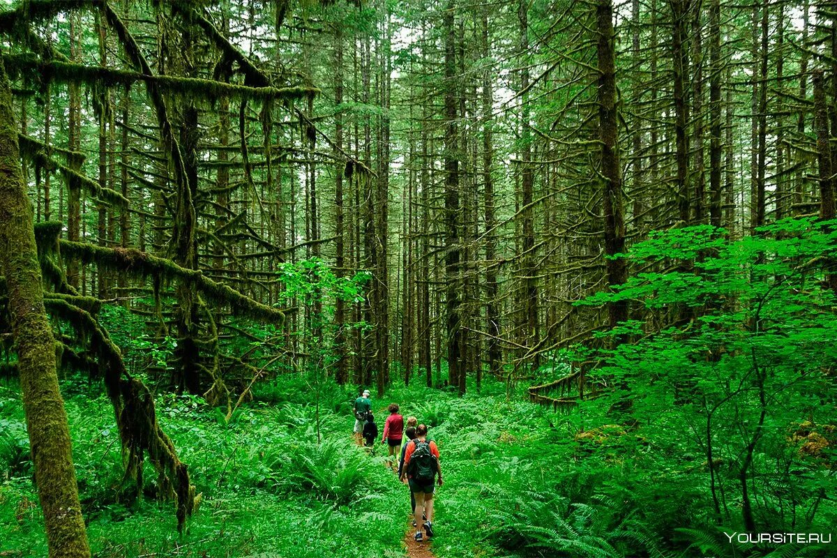 Парк студеный ручей петрозаводск. Деревья источник древесины. Источники леса. Заготовка дров. Лесосеки карелии.