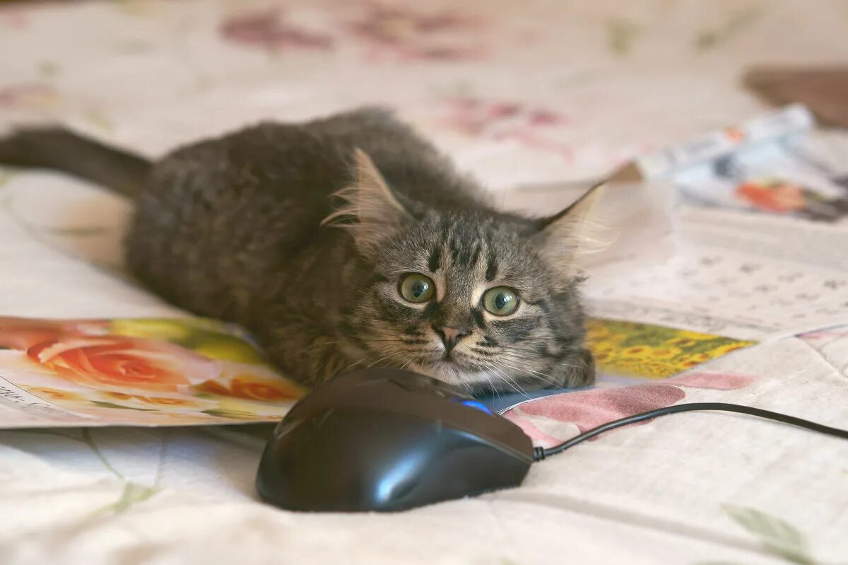 Кот скучает. Крыса. Батюшки кот мем. О боже мышь. Смешные крысы.