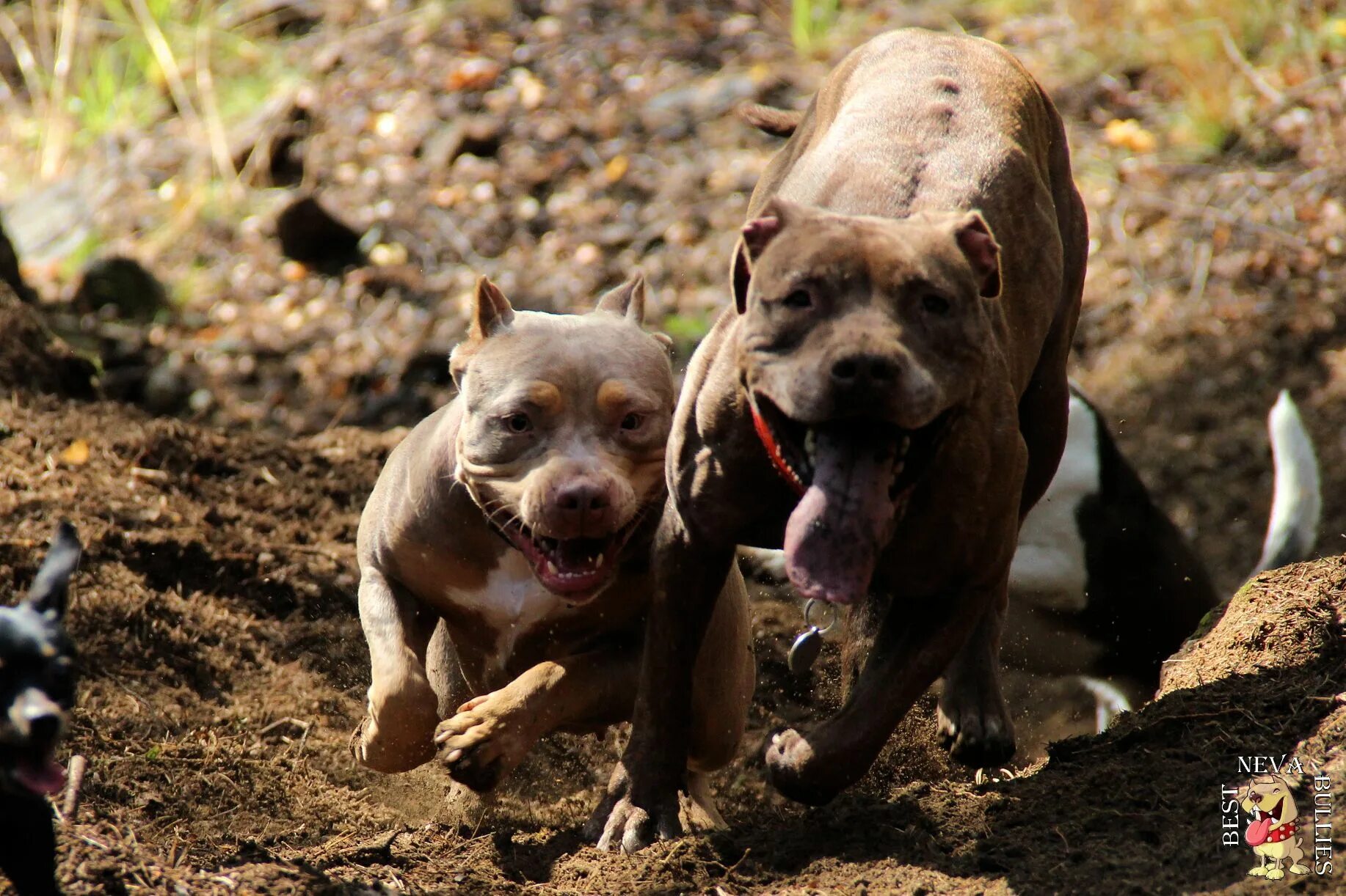 Best bully. Best bully
