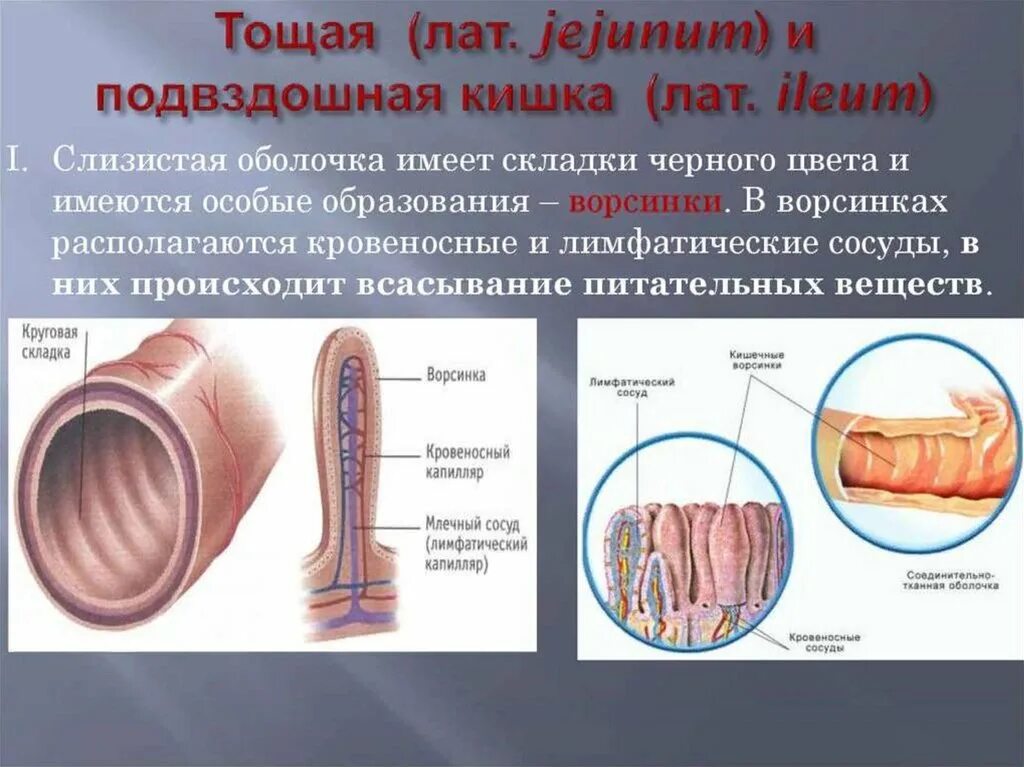 Тощая и подвздошная кишка строение. Тощая и подвздошная кишка строение и функции. Тощая кишка и подвздошная кишка функция. Строение тощей и подвздошной кишки анатомия. Особенности слизистой оболочки кишечника