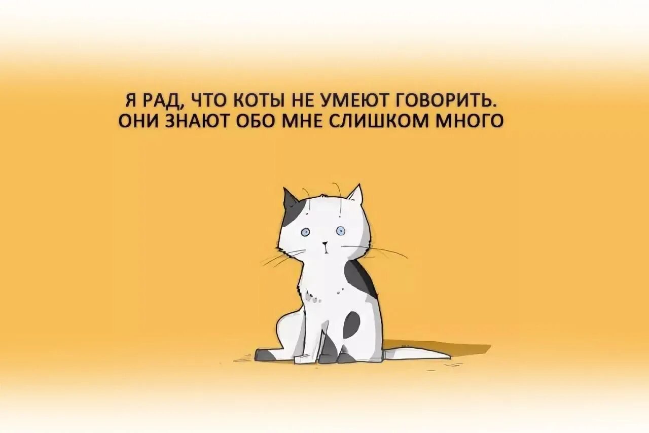 Если бы кошки умели говорить. Понимание кошачьего языка. Высказывания о кошках. Женщина с котом. Кошка и хозяин.