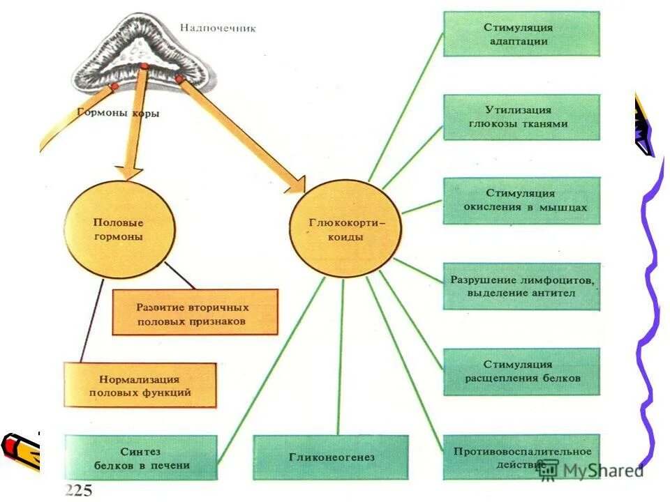 как происходит извержение семени. железы, тормозящие половое созревание. фазы полового цикла у животных. как называется женское возбуждение. сосудистый механизм эрекции.