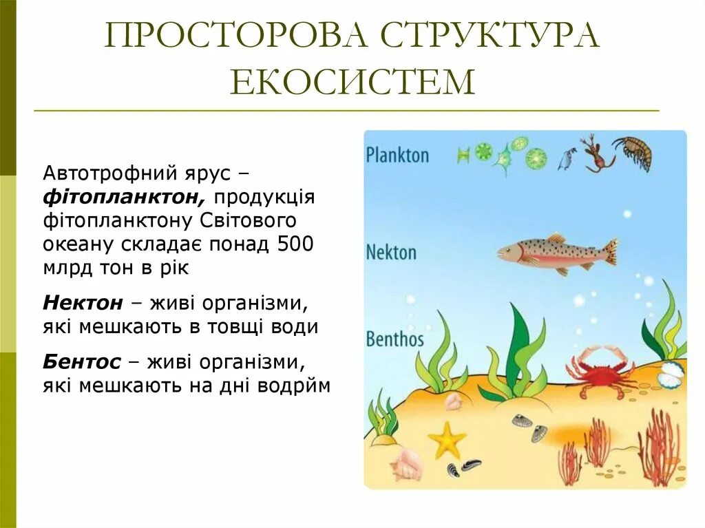 Бентос группа организмов. Планктон Нектон. Планктон Нектон бентос. Планктон Нектон бентос схема. Нектон Нейстон бентос.