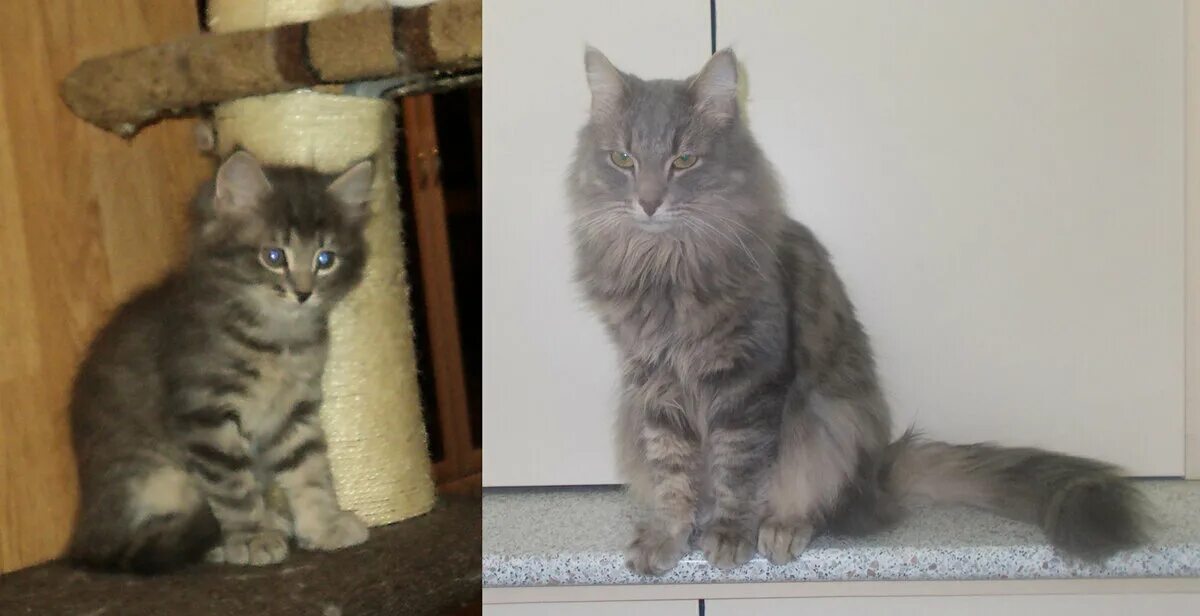 До каких растут коты. До какого возраста растет кот. до кого возраста растут коты. до какого возраста растет кошка обычная. сколько растут коты.