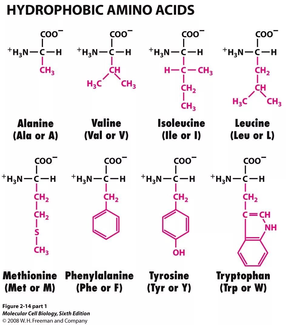 L amino acid. Alfa amino acid. hydrophobic amino acids. аминокислоты формулы. hydrophilic amino acids.