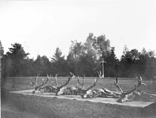 царская русская зимняя псовая охота 19 века. царская охота екатерина 2. рудольф рудольфович френц охота. кайзер вильгельм 2 на охоте. псовая охота фет.