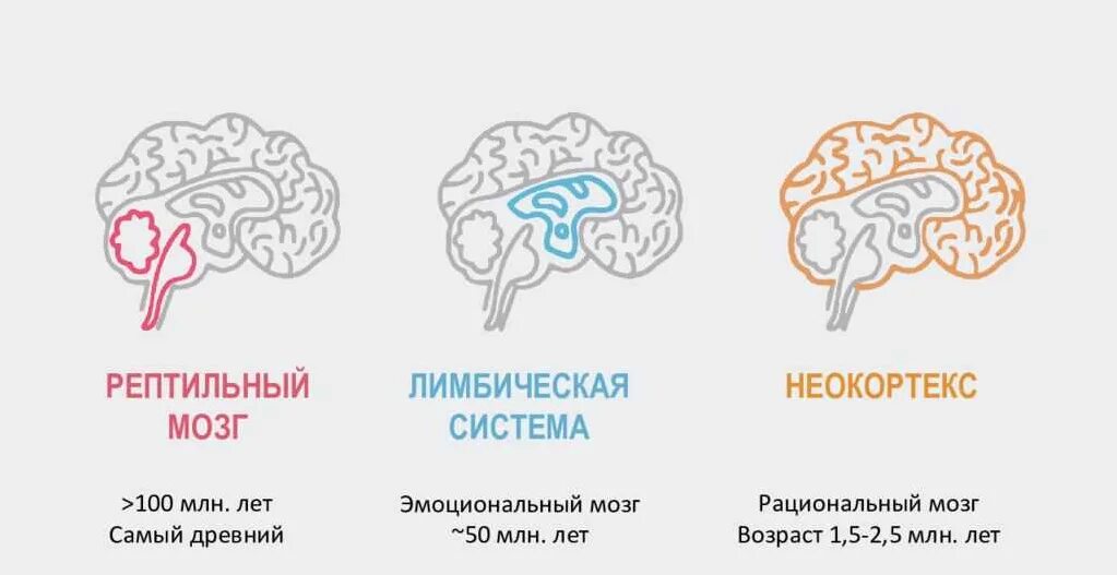 Инстинкты мозга