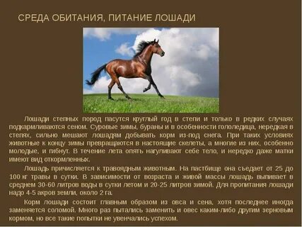 Роль лошади в современном мире