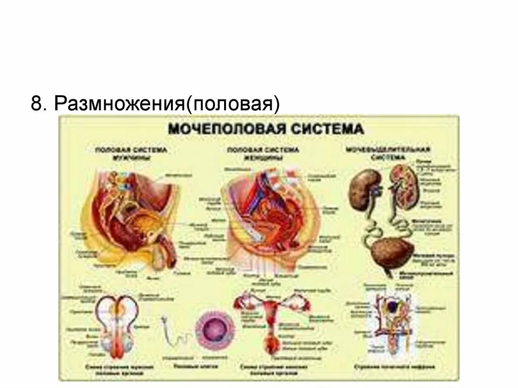 Картинки НЕРВНАЯ СИСТЕМА МОЧЕПОЛОВОЙ СИСТЕМЫ