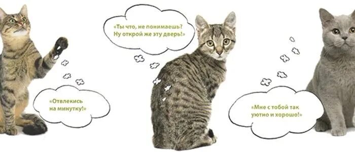 Как узнать что кошка
