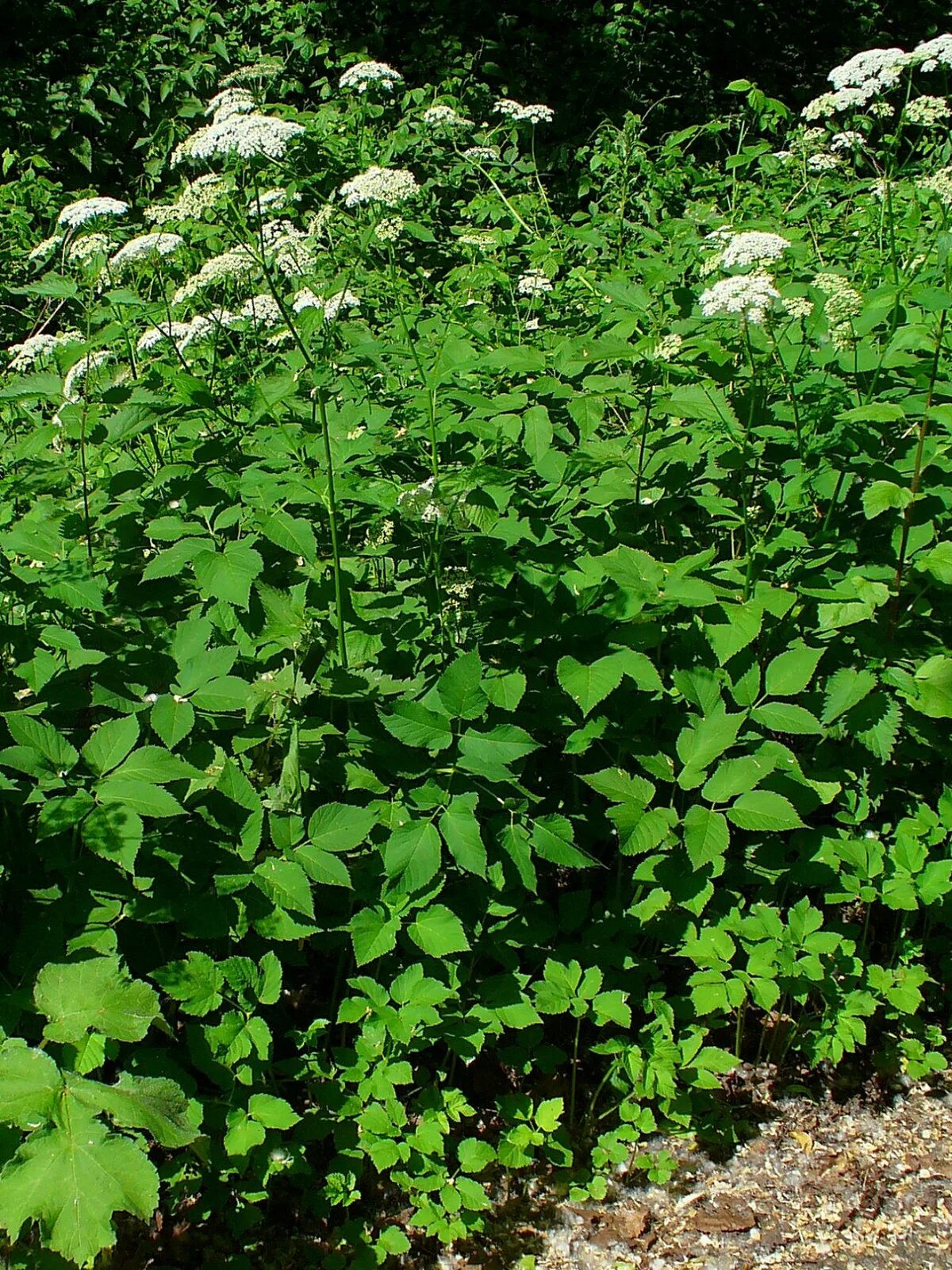 Сныть (Aegopodium podagraria). Сныть трава. Сорняк сныть. Сныть обыкновенная.