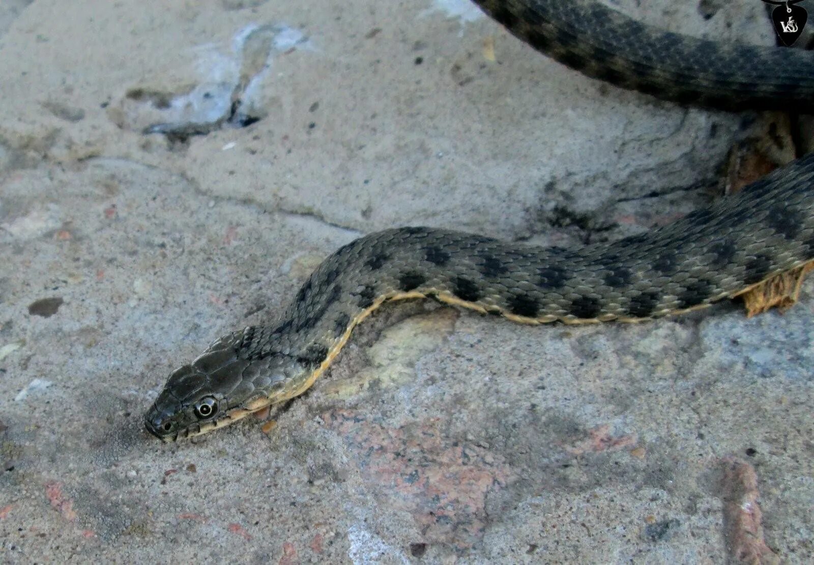 Змей астраханской области. Водяной уж (Natrix tessellata). Астраханская водяная гадюка. Полоз Астраханский. Полоз змея Астраханский.