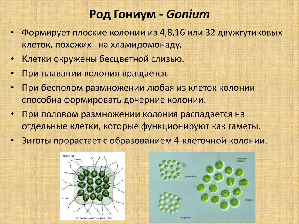 Сообщение об открытии животной клетки колониальных животных