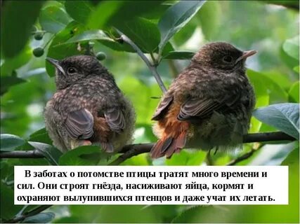 Какие птицы заботятся о своем потомстве