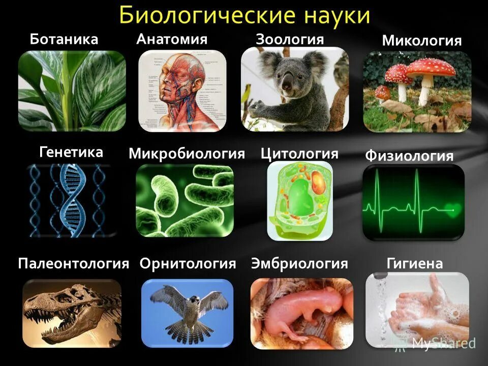 Биологические науки 6 класс. Биология Зоология ботаника. Ботаника Зоология микробиология. Ботаника Зоология микробиология микология. Ботаника Зоология анатомия.