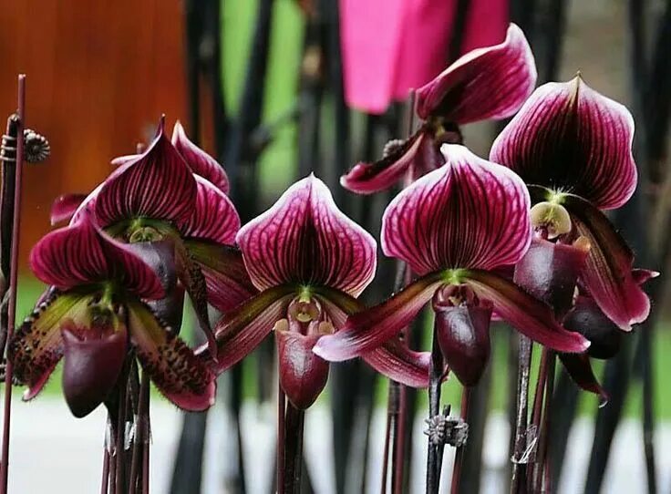 Dracula benedictii orchid Orchids, Rare flowers, Unusual flowers