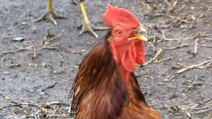 Петушиный звонок. Rooster sounds. Рыжий петух. Красный петух. Петух из doors.
