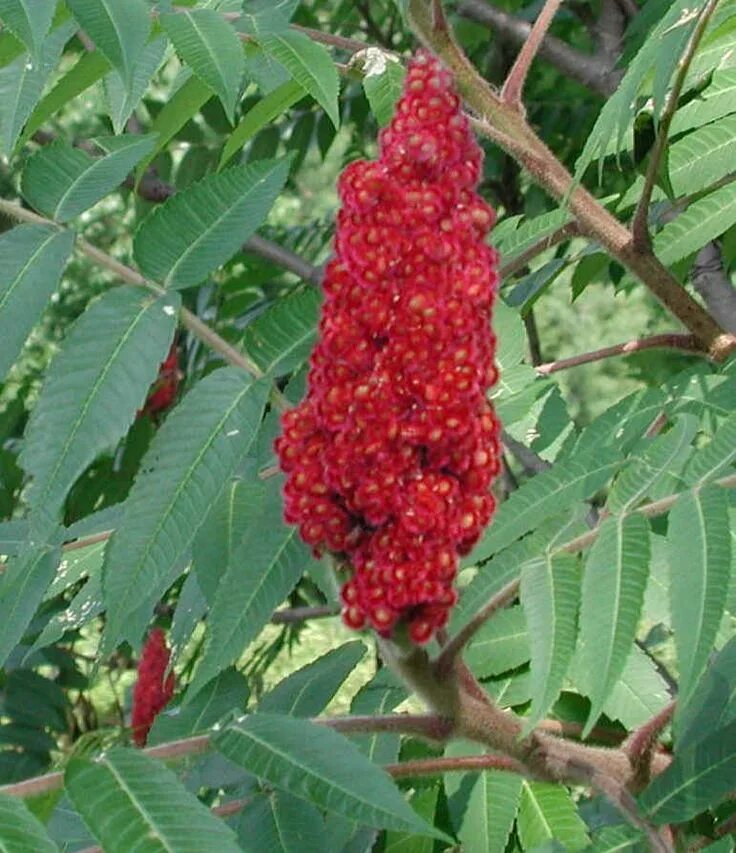 Сумах оленерогий. Сумак. Сумах оленерогий Staghorn Sumac. Сумах уксусный Rhus typhina.