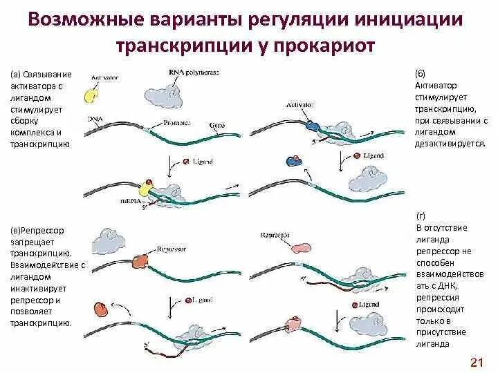 Инициация у прокариот. Схема транскрипции у прокариот. Процесс инициации транскрипции. Инициация транскрипции у прокариот. Факторы инициации транскрипции у прокариот.