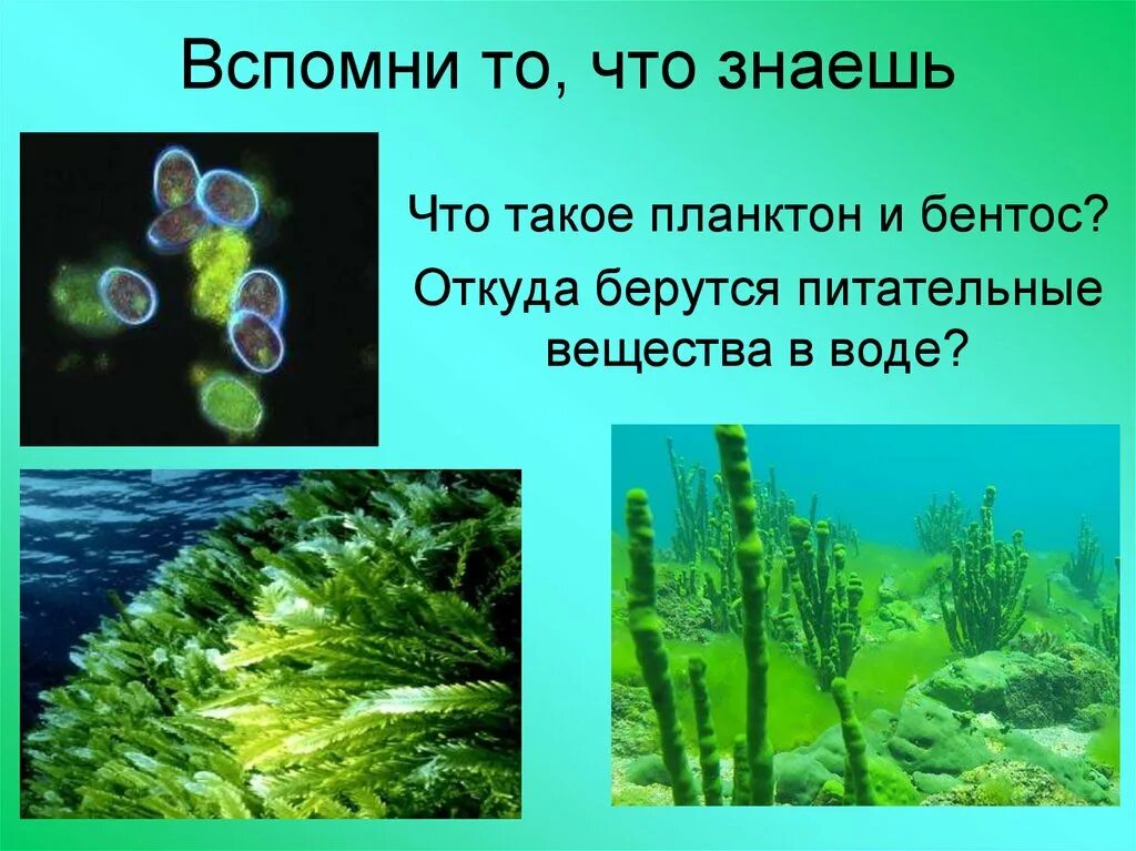 Какого значение водорослей. Водоросли в природе. Планктон водоросли. Водоросли планктон и бентос. Планктонные бентические водоросли.