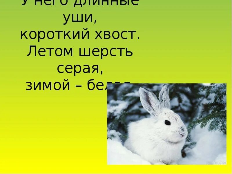 У зайца хвост короткий а уши. Зимой белый летом серый. Белый зимой. Заяц летом серый а зимой белый. Зимой белый летом.