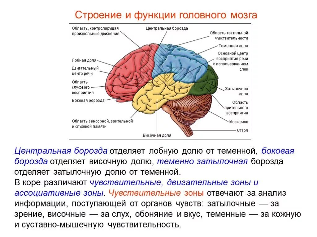 Центры в теменной доле. Строение головного мозга доли. Строение долей головного мозга с функциями. Строение и функции головного мозга полушария большого мозга.