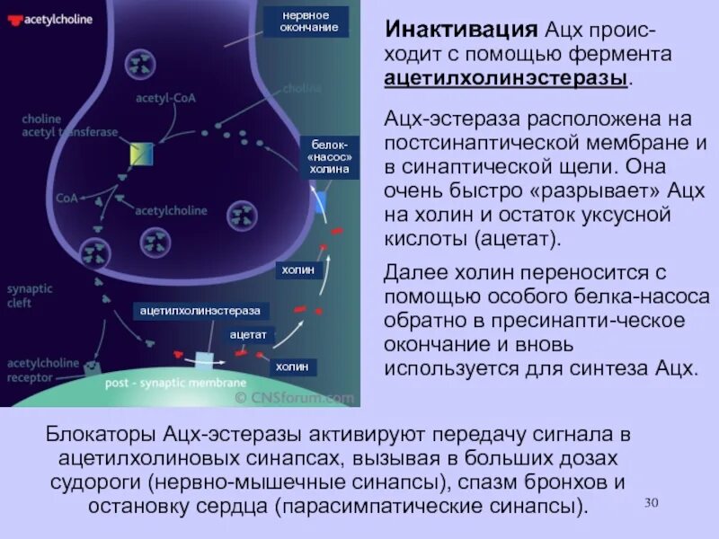 Роль ацетилхолинэстеразы физиология. Роль ацетилхолинэстеразы в синапсе. Нервно мышечный синапс ацетилхолин. Ацетилхолинэстераза в нервно-мышечном синапсе. Ацетилхолин сердце сокращение