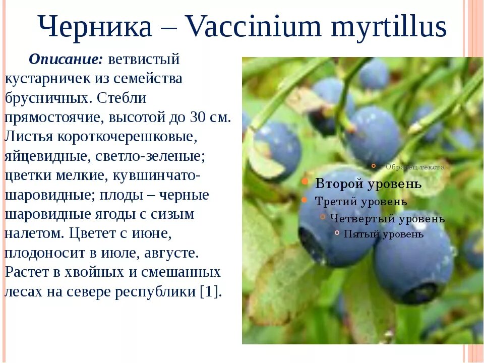 Читать рассказы черника. Черника описание. черника описание растения. черника описание ягоды. черника описание для детей.