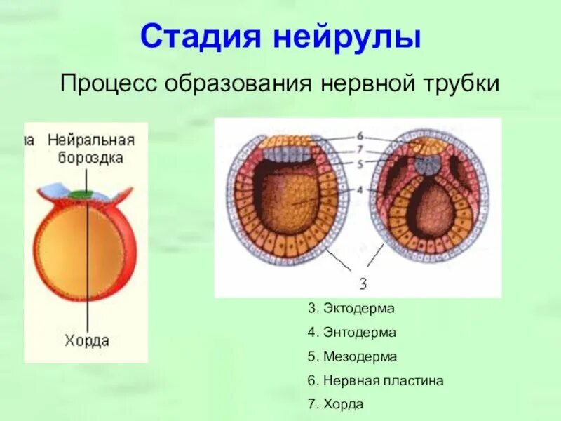 Нейрула эктодерма. Нейрула стадия стадия. нейрула строение нервная трубка. строение зародыша нейрула. стадия нейрулы нервная трубка.