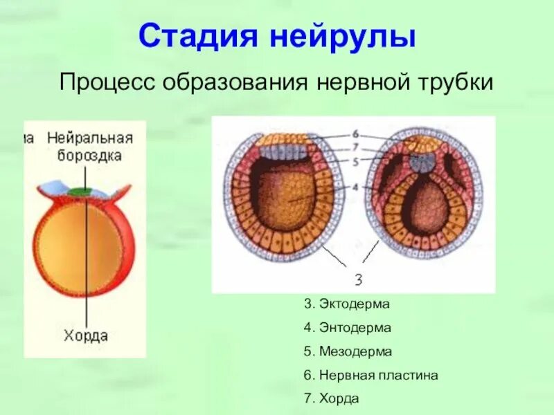 Нейрула какая стадия