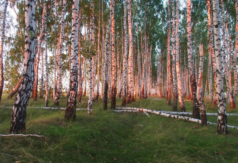 Подмосковные Рощи. Рассвет в березовой роще. Берёзовая роща на закате. Березовая роща вечер. Звезды березки