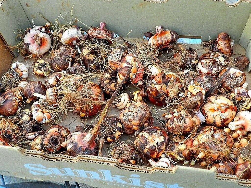 Когда доставать георгины на проращивание из подвала